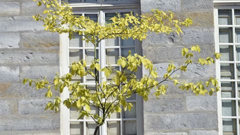 Cornus alternifolia ‘Yellow Spring’ ©Pépinières botaniques
